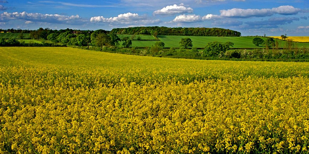 Naseby Battlefield